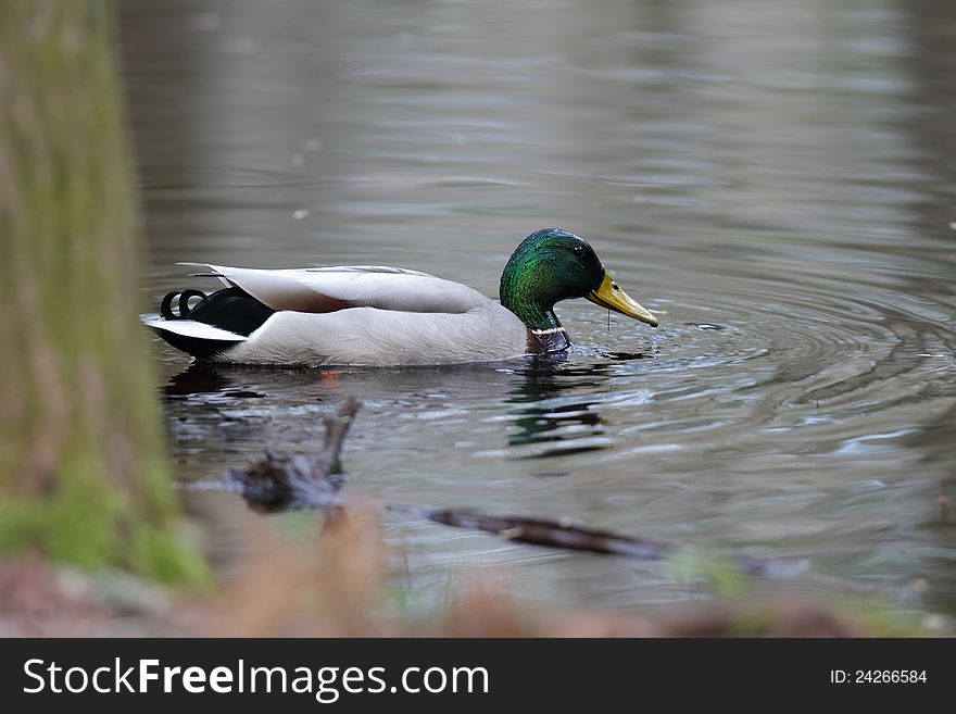 Mallard Duck in a small lake feeding