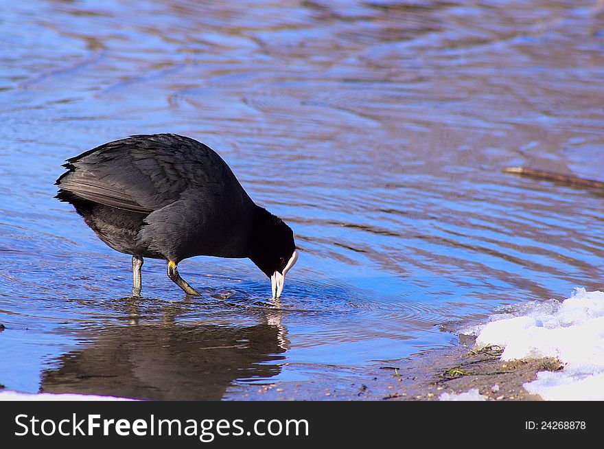Coot - Water Bird stands and picks