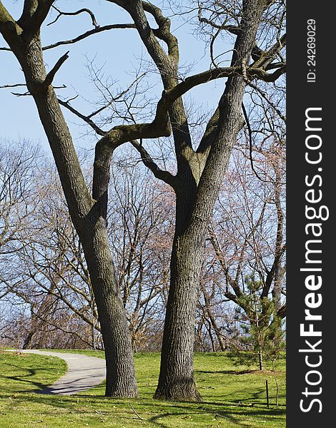 Two towering black oak trees beside paved path in early spring. Small black oak sapling nearby is tied to a protective stake. Urban park setting, no people. Vertical composition. Two towering black oak trees beside paved path in early spring. Small black oak sapling nearby is tied to a protective stake. Urban park setting, no people. Vertical composition.