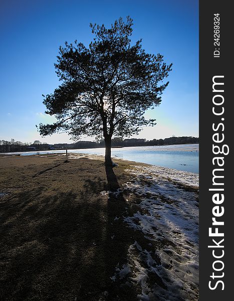 Tree alone with shadow near the lake