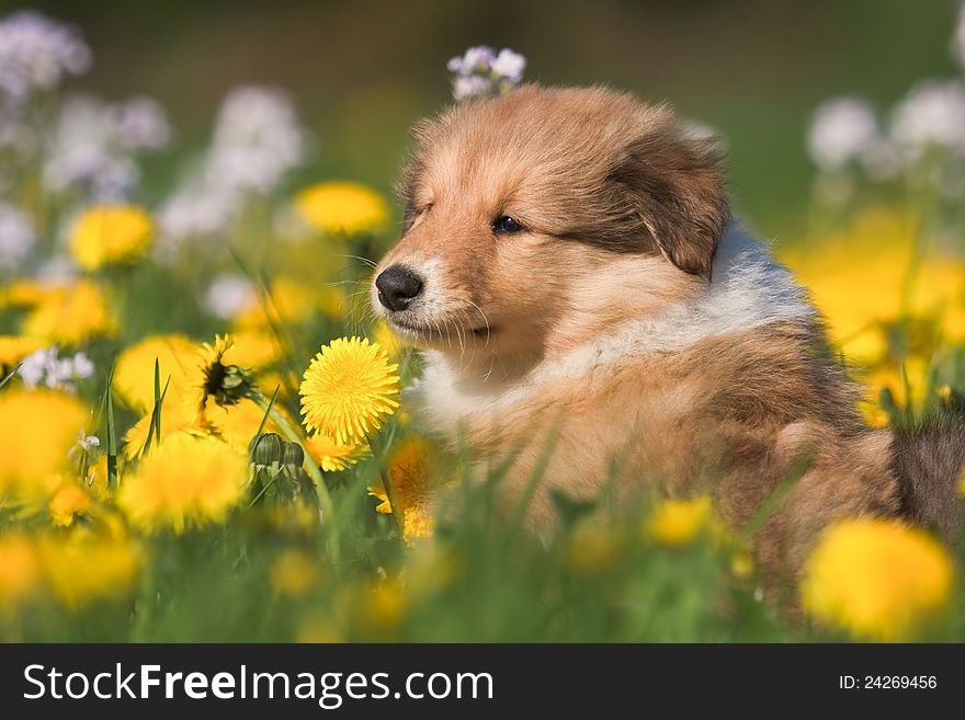 Cute Collie puppy sitting in a sea of Dandelion blossoms. Cute Collie puppy sitting in a sea of Dandelion blossoms
