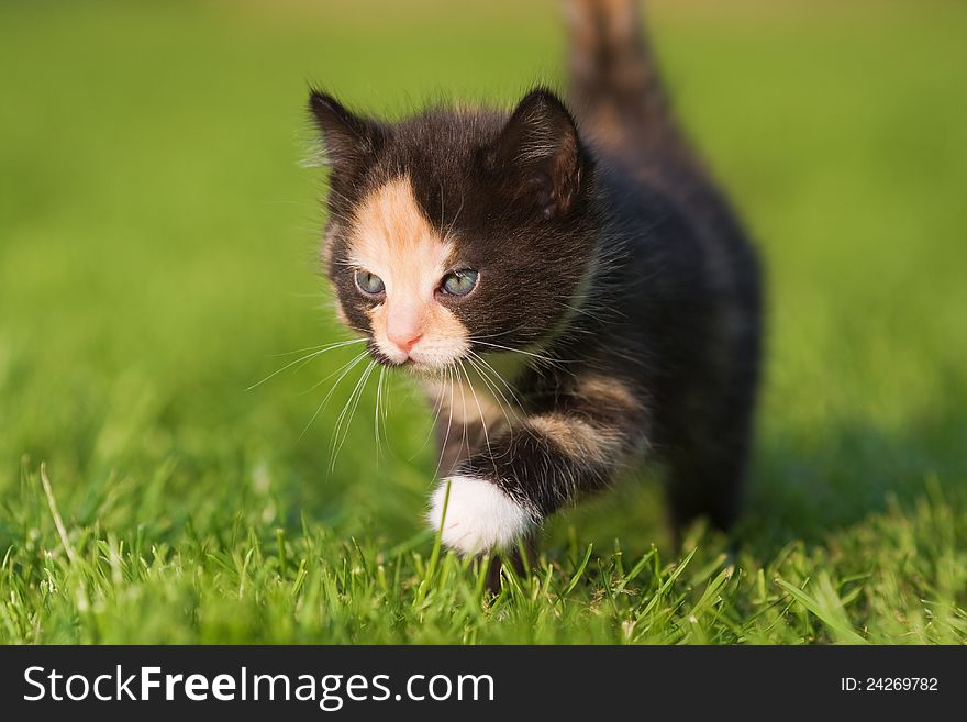 Kitten walks in the grass