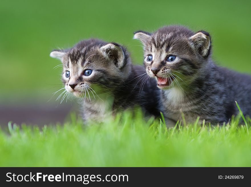 Two cute kitten sitting on the lawn, one is meowing. Two cute kitten sitting on the lawn, one is meowing