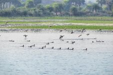 Flocks Of Migratory Birds Enjoying Moments In The Water. Barabani Near Asansol, West Bengal, India, Asia. Royalty Free Stock Image