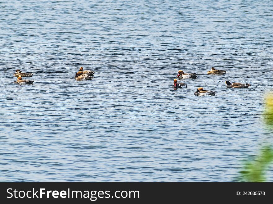 Flocks of Migratory birds enjoying moments in the water. Barabani near Asansol, West Bengal, India, Asia.