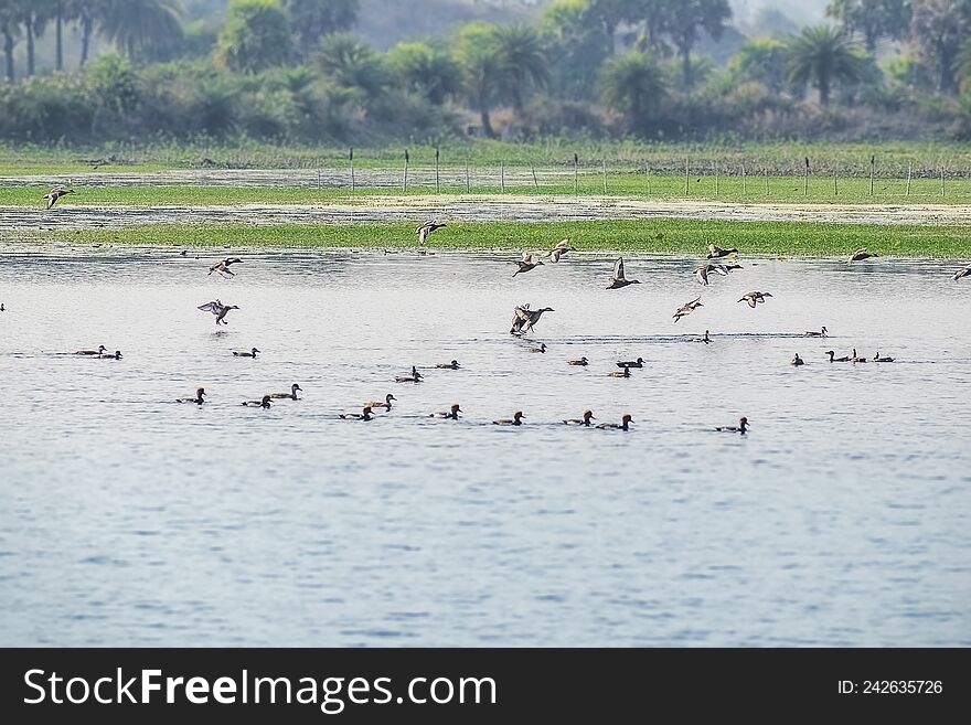 Flocks of Migratory birds enjoying moments in the water. Barabani near Asansol, West Bengal, India, Asia.