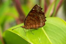 Brown Butterfly Stock Photos
