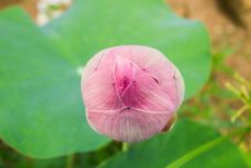 Pink Lotus Buds Royalty Free Stock Images