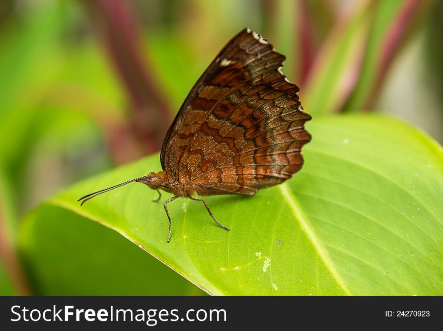 Brown butterfly on the green leaves