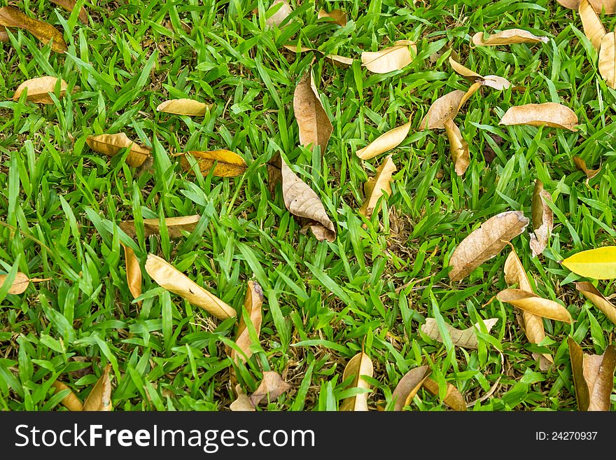 Dried leaves on green grass