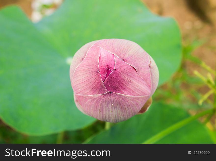 Pink lotus buds