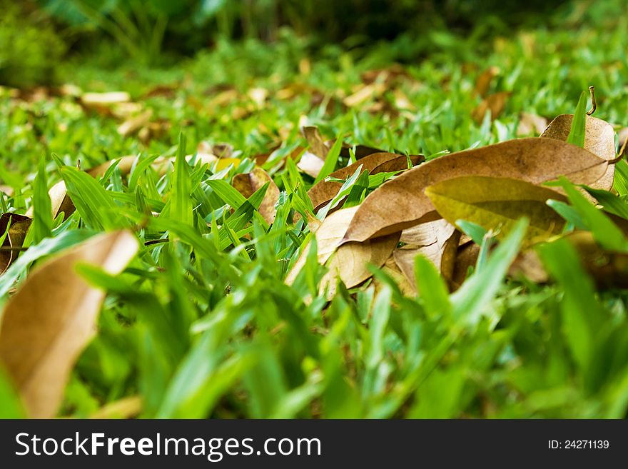 Dried leaves on green grass