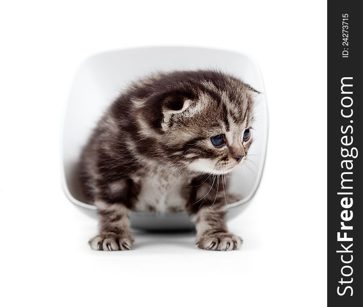 Scottish Little Kitten Sitting In Cup Isolated