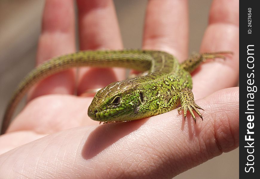 The small lizard on warmed careful palm of the person.