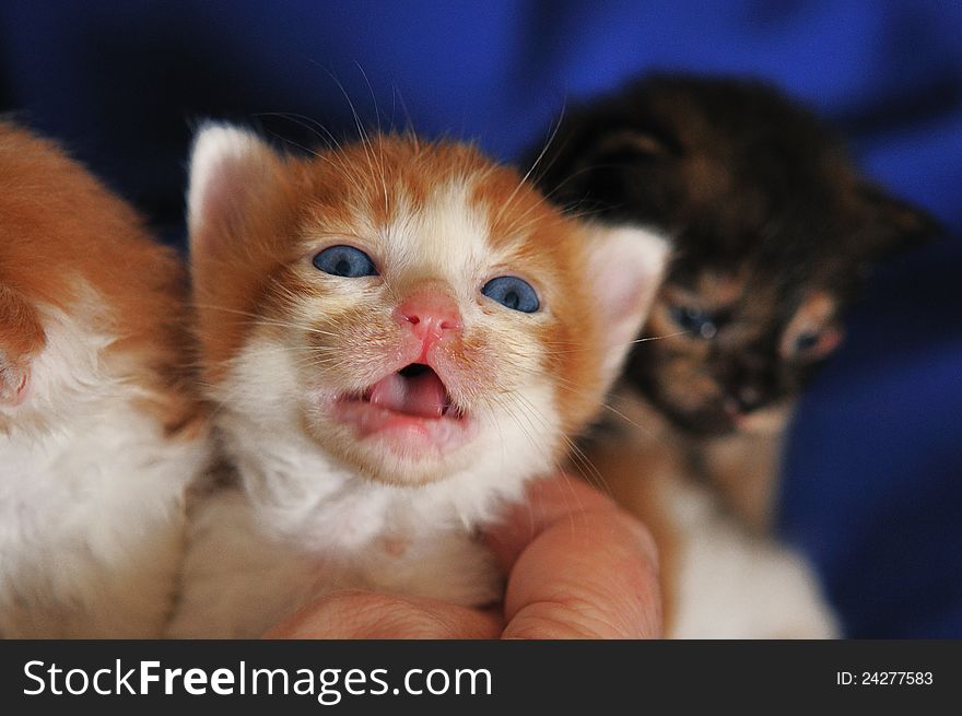 A small kitten is picked up crying mouth open. A small kitten is picked up crying mouth open