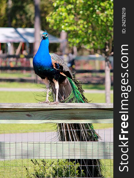 A peacock standing on a fence facing towards the camera. A peacock standing on a fence facing towards the camera