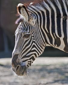 Zebra Portrait Royalty Free Stock Photography Zebra Portrait Royalty Free Stock Photography