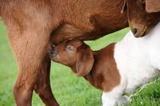 Adult Mother Goat Nursing Royalty Free Stock Images