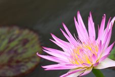 Water Lily, Lotus Stock Photos