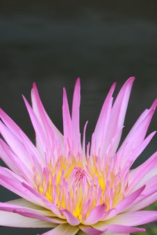 Water Lily, Lotus Royalty Free Stock Photography
