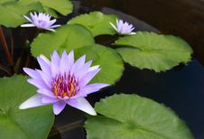 Water Lily, Lotus Stock Photos Water Lily, Lotus Stock Photos