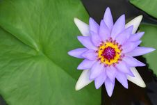 Water Lily, Lotus Royalty Free Stock Photo