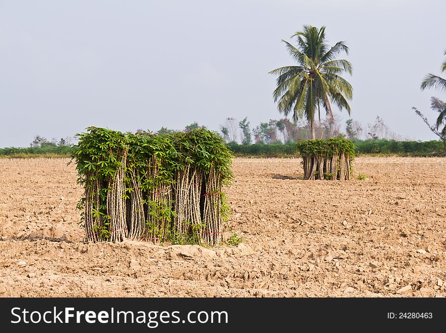 Bunches Of Breeding Sapling Of Cassava