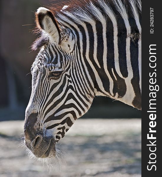 Portrait of a happy zebra. Portrait of a happy zebra