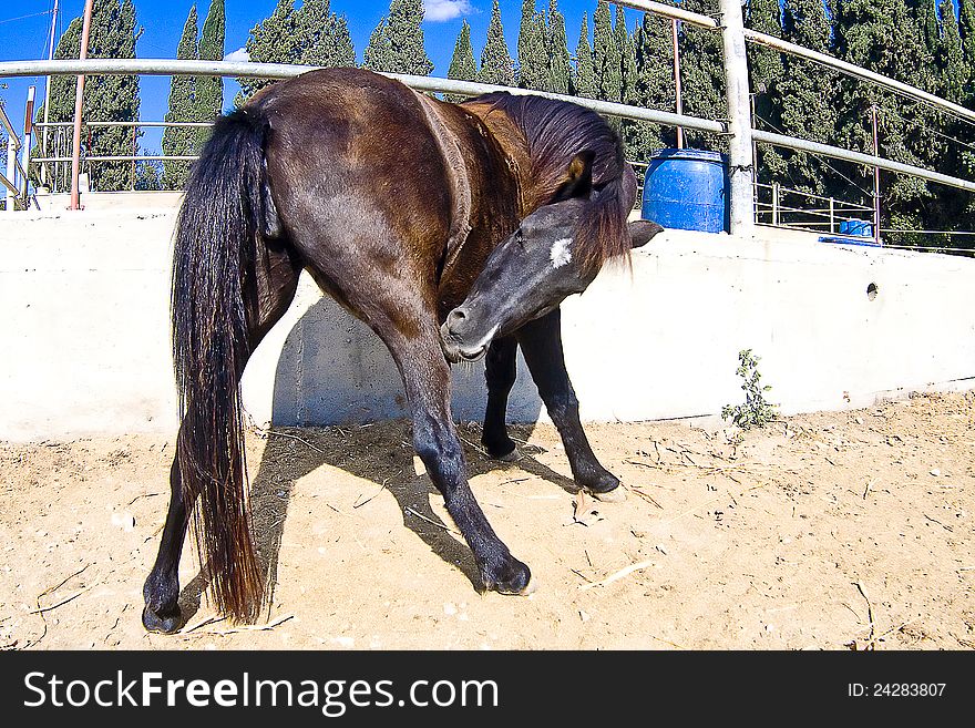 Strong chestnut stallion biting off insects from his leg.