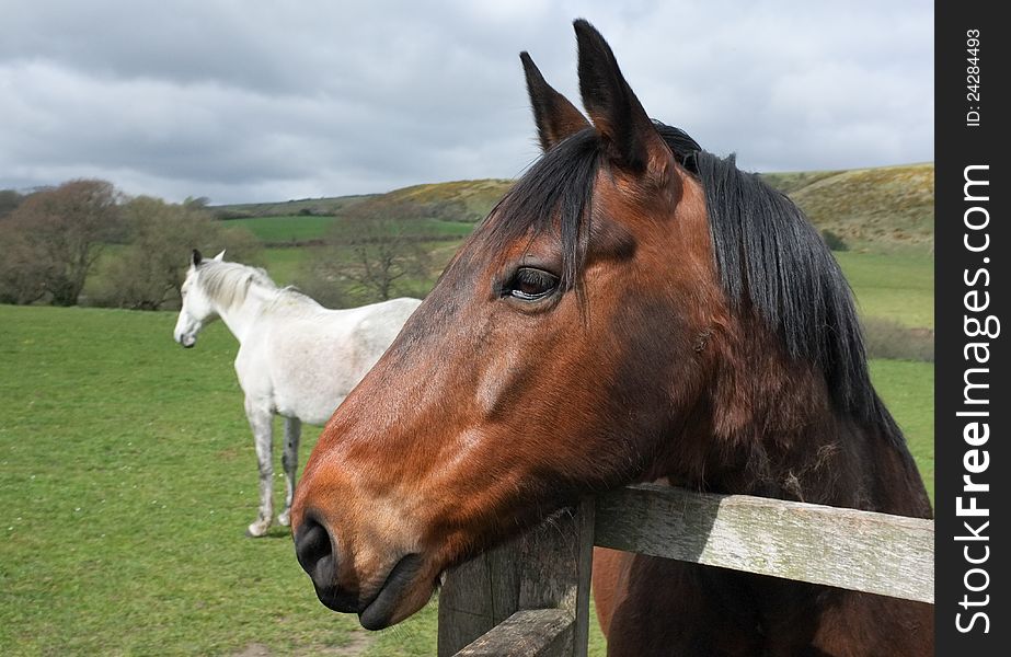 Two Horses In English Pastures