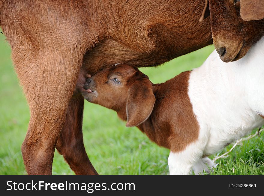 Portrait of Mother Goat Nursing in a Pasture. Portrait of Mother Goat Nursing in a Pasture