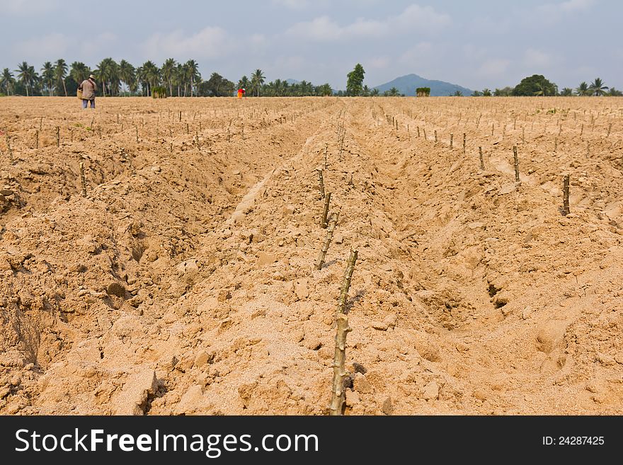 Cassava planting