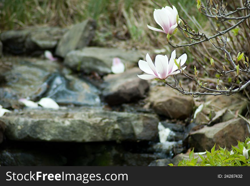 Two magnolia flowers sit perched on the tree while other petals fly down to lie on the rocks in the creek bead below. Two magnolia flowers sit perched on the tree while other petals fly down to lie on the rocks in the creek bead below.