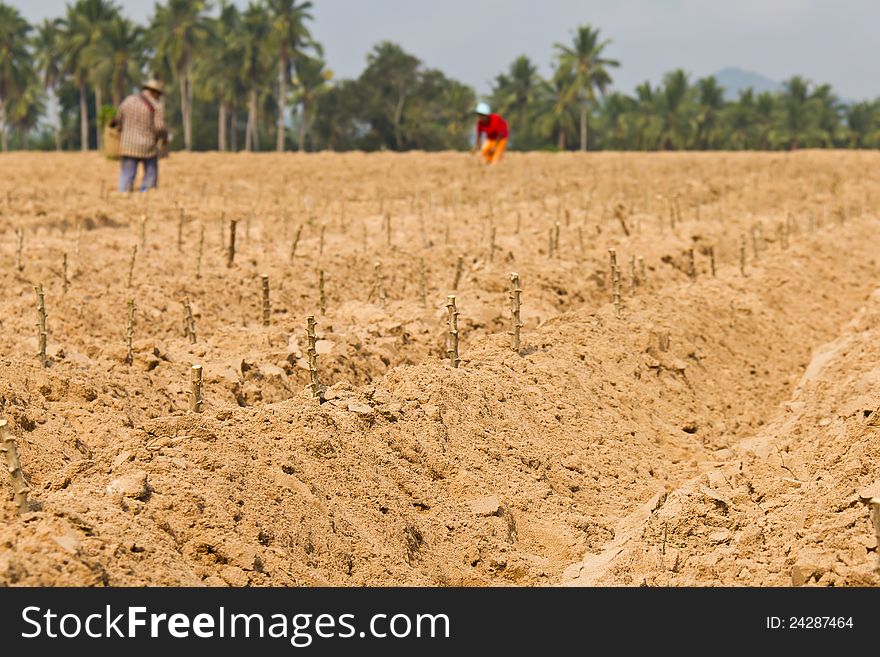 Cassava planting