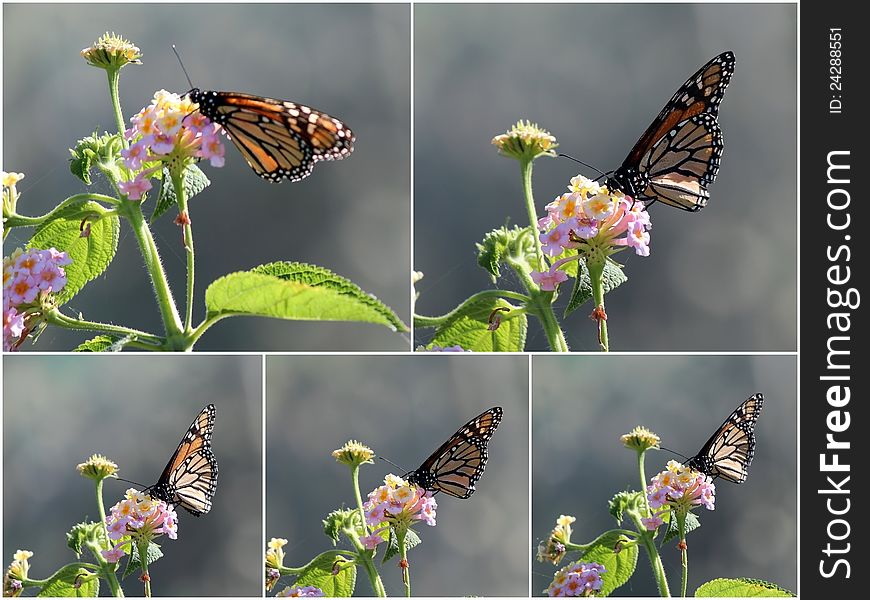 Butterflies fold their beautiful wings as they gather food from the open pink and yellow flowers of the lantana plant. Butterflies fold their beautiful wings as they gather food from the open pink and yellow flowers of the lantana plant.