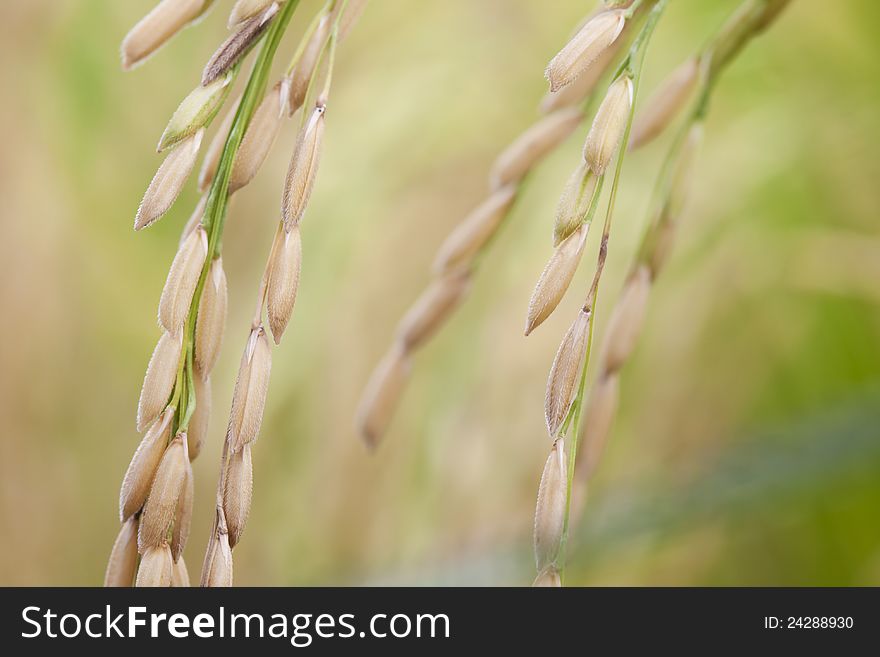 Rice in nature field, ready for harvest. Rice in nature field, ready for harvest