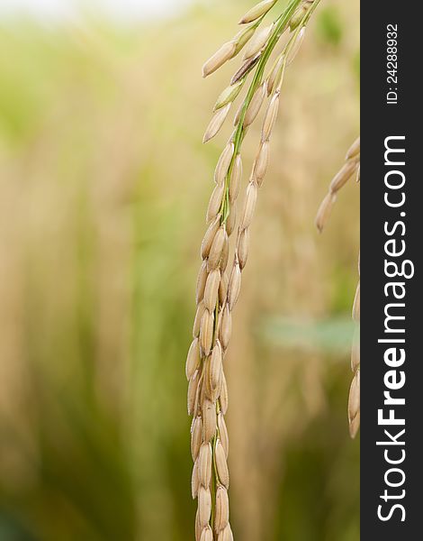 Rice in nature field, ready for harvest. Rice in nature field, ready for harvest