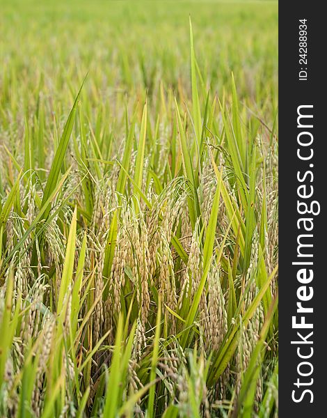 Rice in nature field, ready for harvest. Rice in nature field, ready for harvest