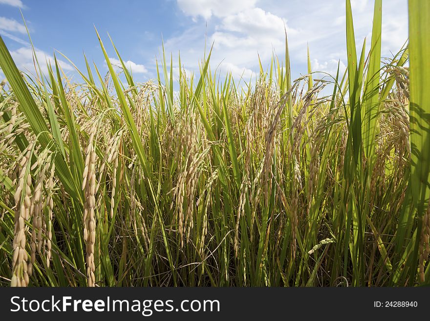 Rice field in nature with blue sky