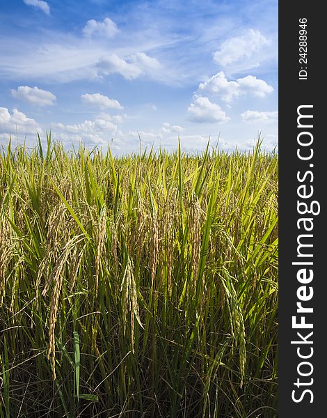 Rice field in nature with blue sky