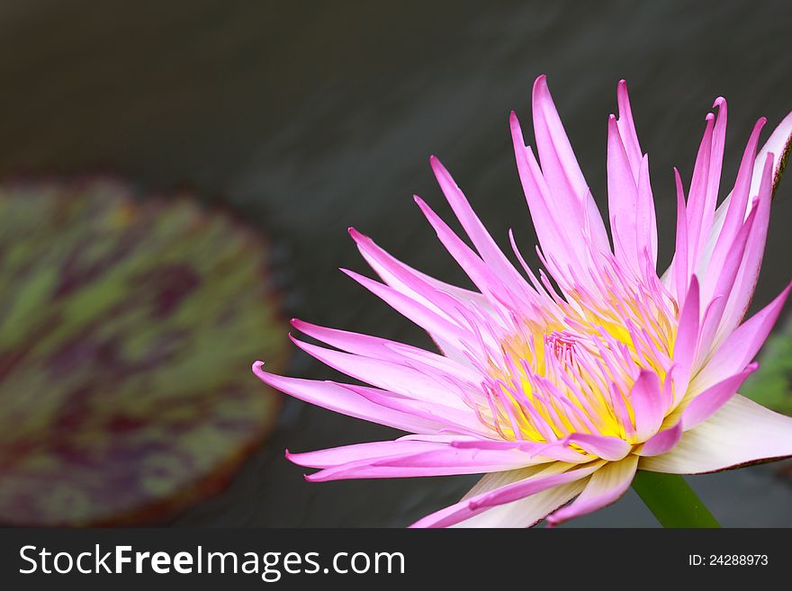 Water lily, lotus in nature