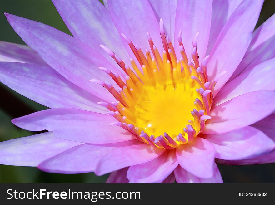 Water lily, lotus in nature