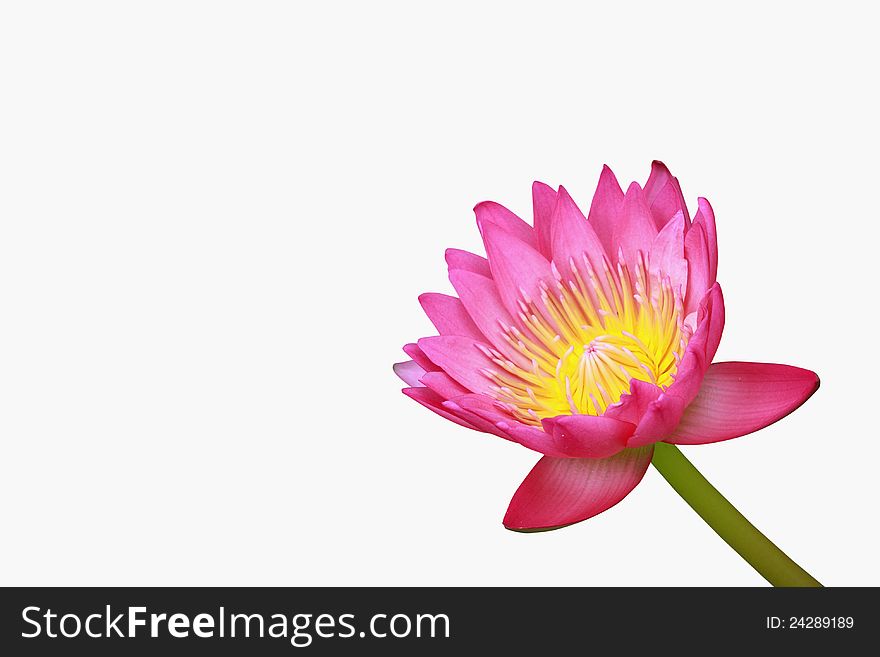 Water lily, lotus isolated on white background