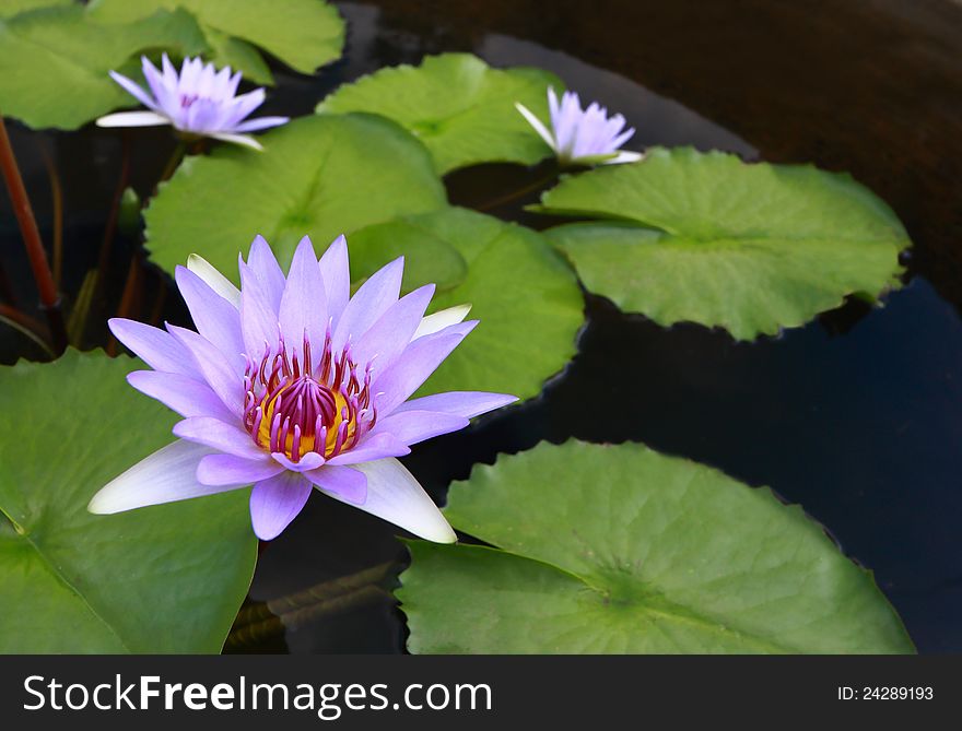 Water lily, lotus in nature
