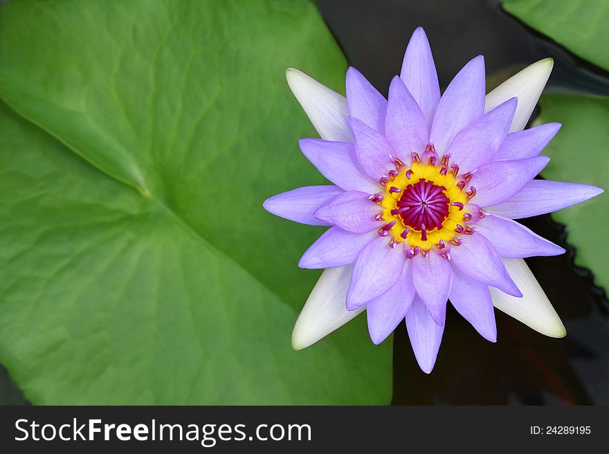 Water lily, lotus in nature