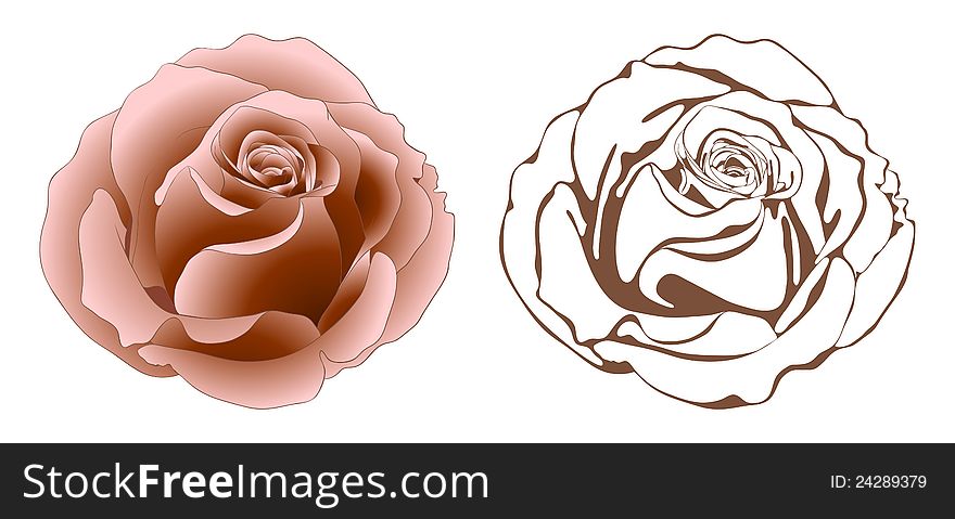 Vector illustration with roses in vintage style. Vector illustration with roses in vintage style.