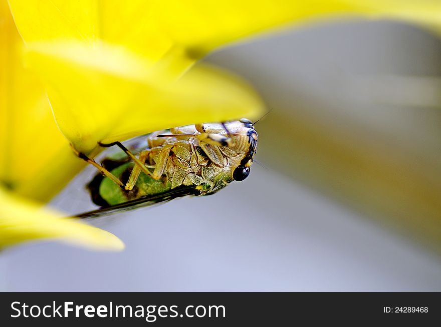 A cicada that hugs under the yellow leaf. a well-known tropical insect. it usually comes out at night and produces horning and flapping sounds by its wings and abdomen. A cicada that hugs under the yellow leaf. a well-known tropical insect. it usually comes out at night and produces horning and flapping sounds by its wings and abdomen.
