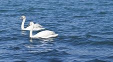 Two White Swans Royalty Free Stock Photos