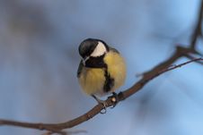 Titmouse Royalty Free Stock Image