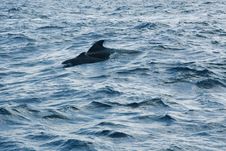 Pilot Whale Royalty Free Stock Photos Pilot Whale Royalty Free Stock Photos